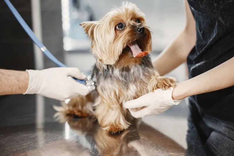 Medicina Veterinária