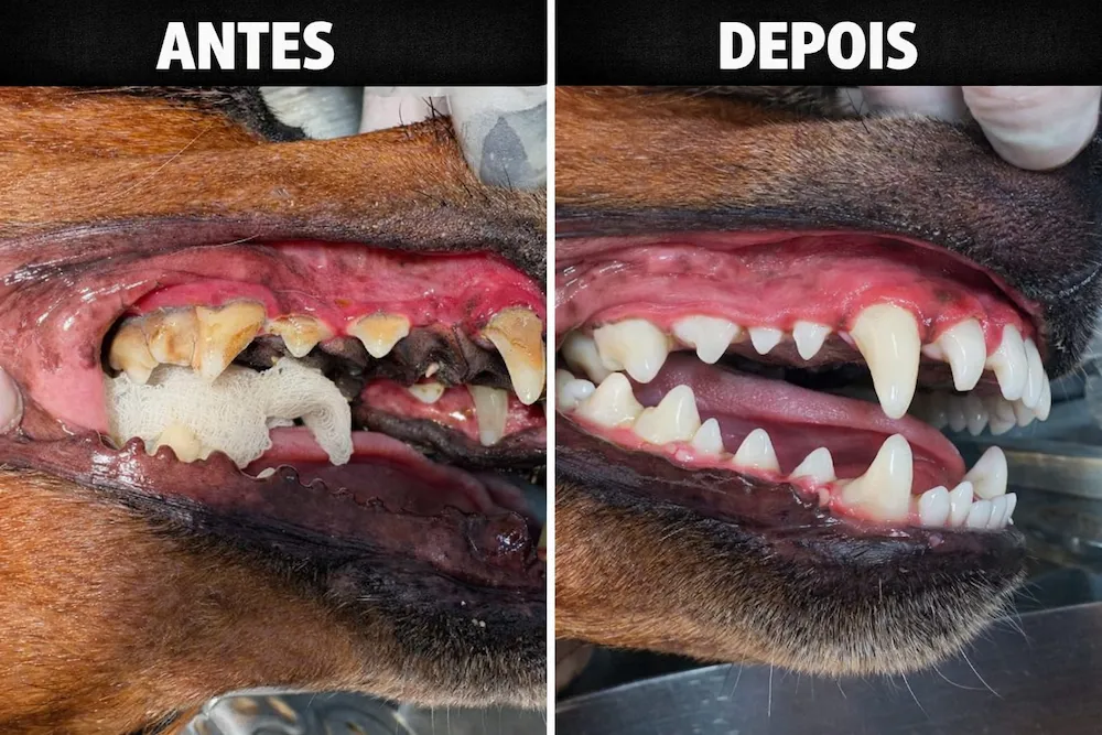 Medicina 4