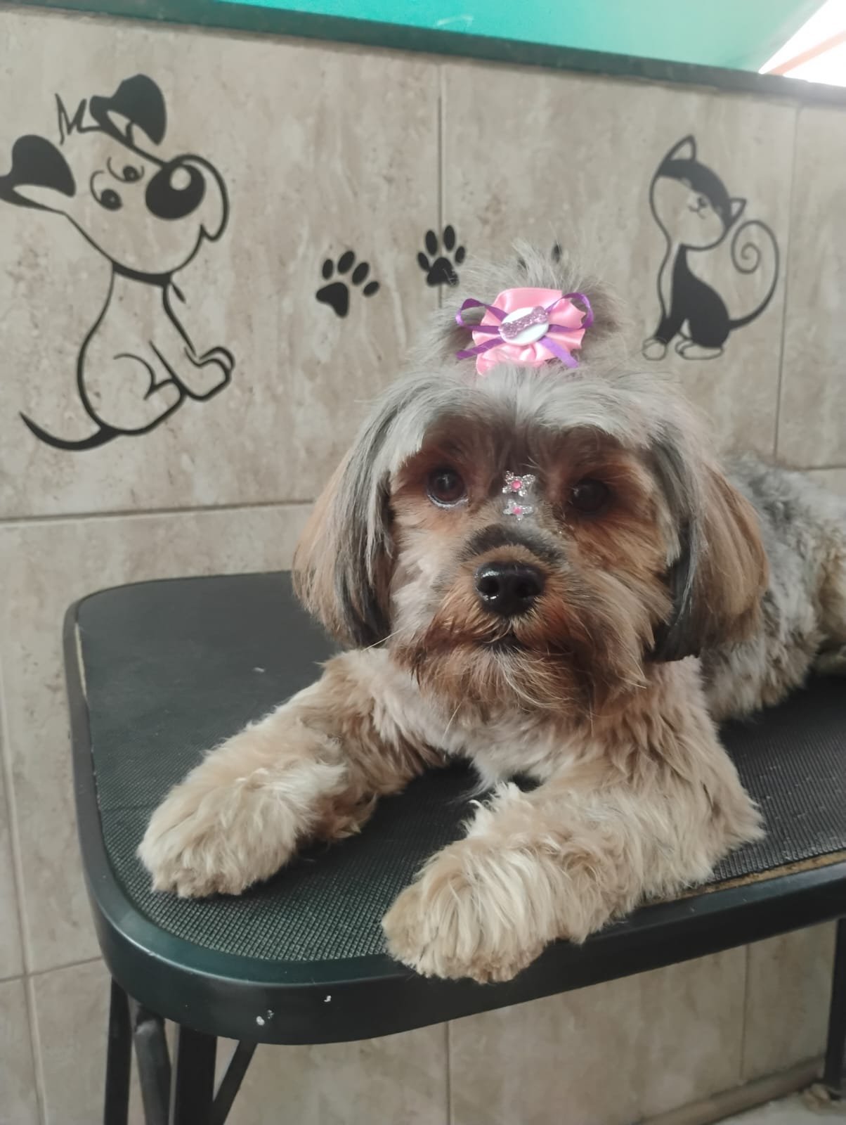 Pet 3