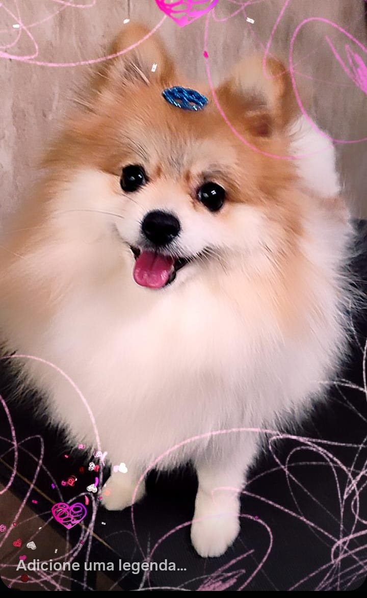 Pet 5